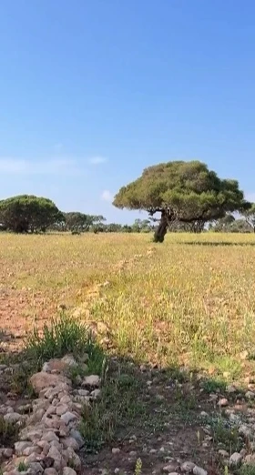 Argan2