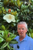 magnolia