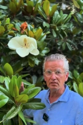 magnolia