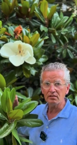 magnolia