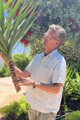 yucca